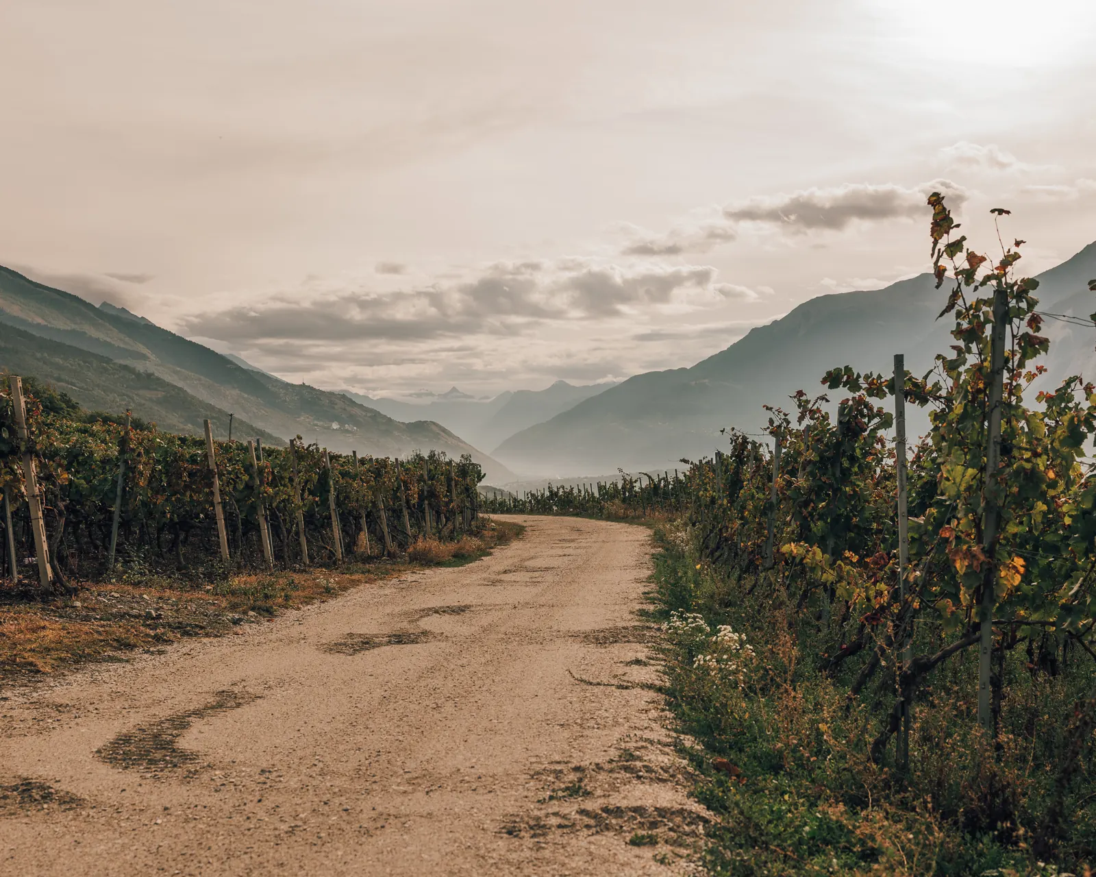A vineyard path in Valais, Switzerland