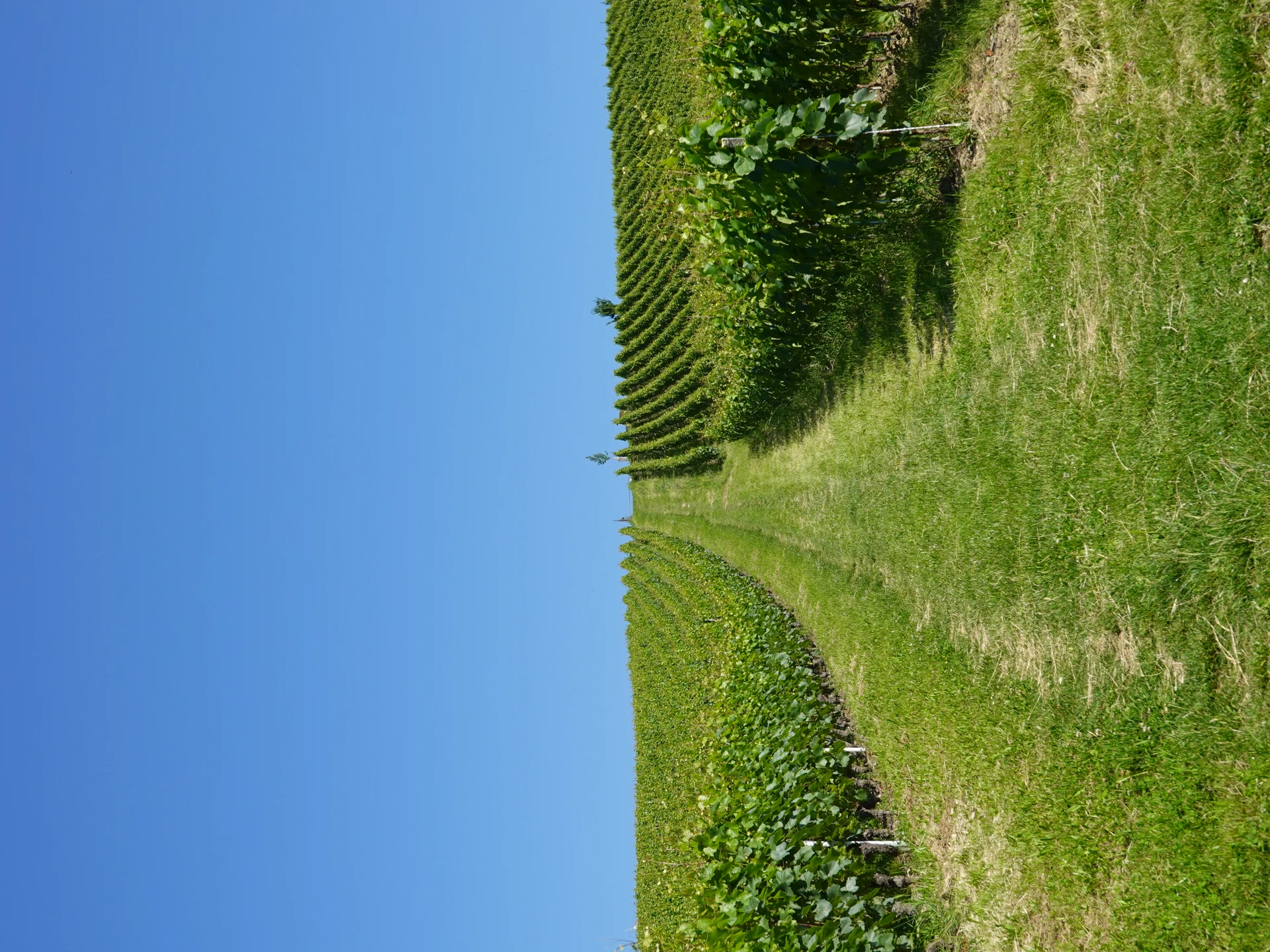 Vineyards at Lully, Bernex, in the canton of Geneva, Switzerland