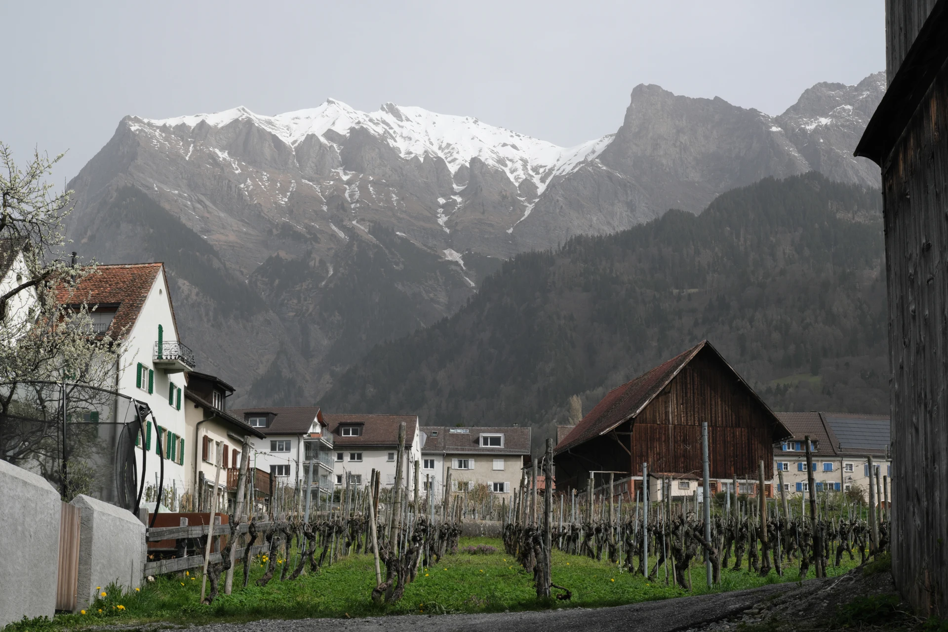 Vineyards near Maienfeld, Graubünden, Switzerland