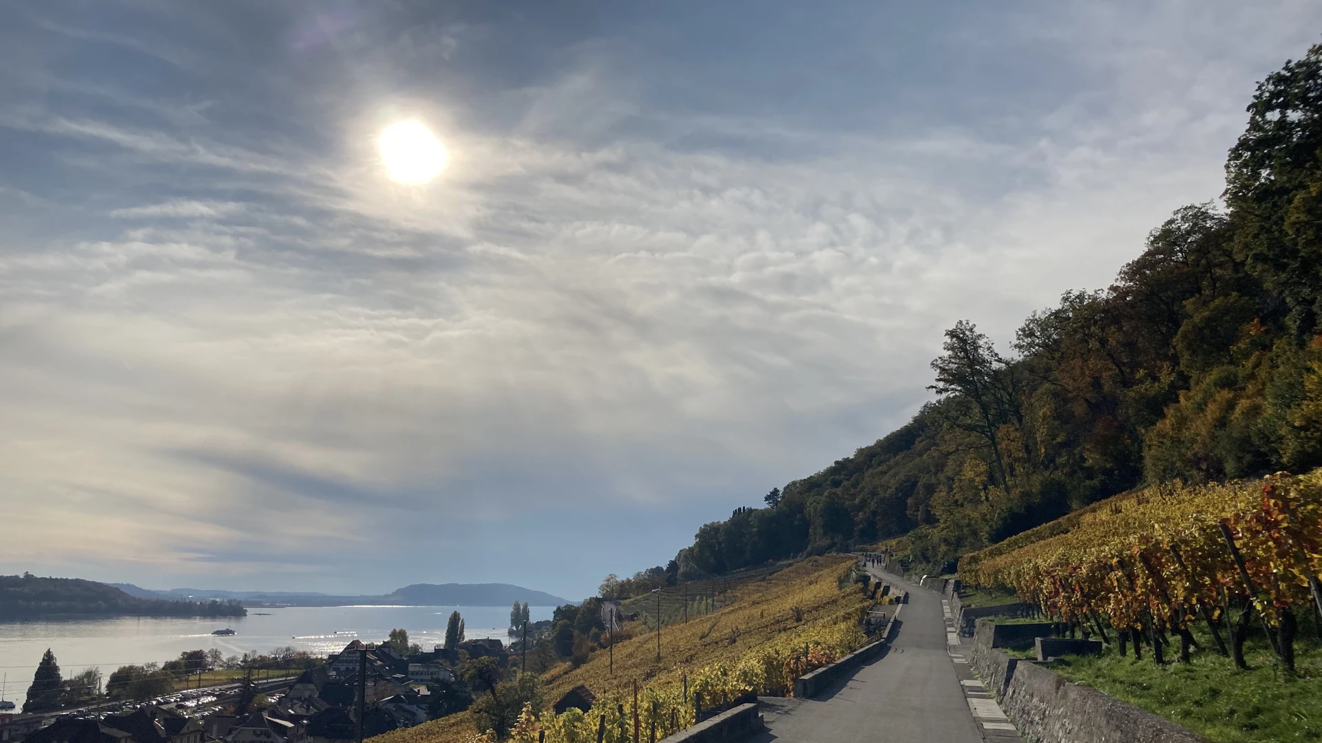 Vineyards at Twann above Lake Biel, Switzerland
