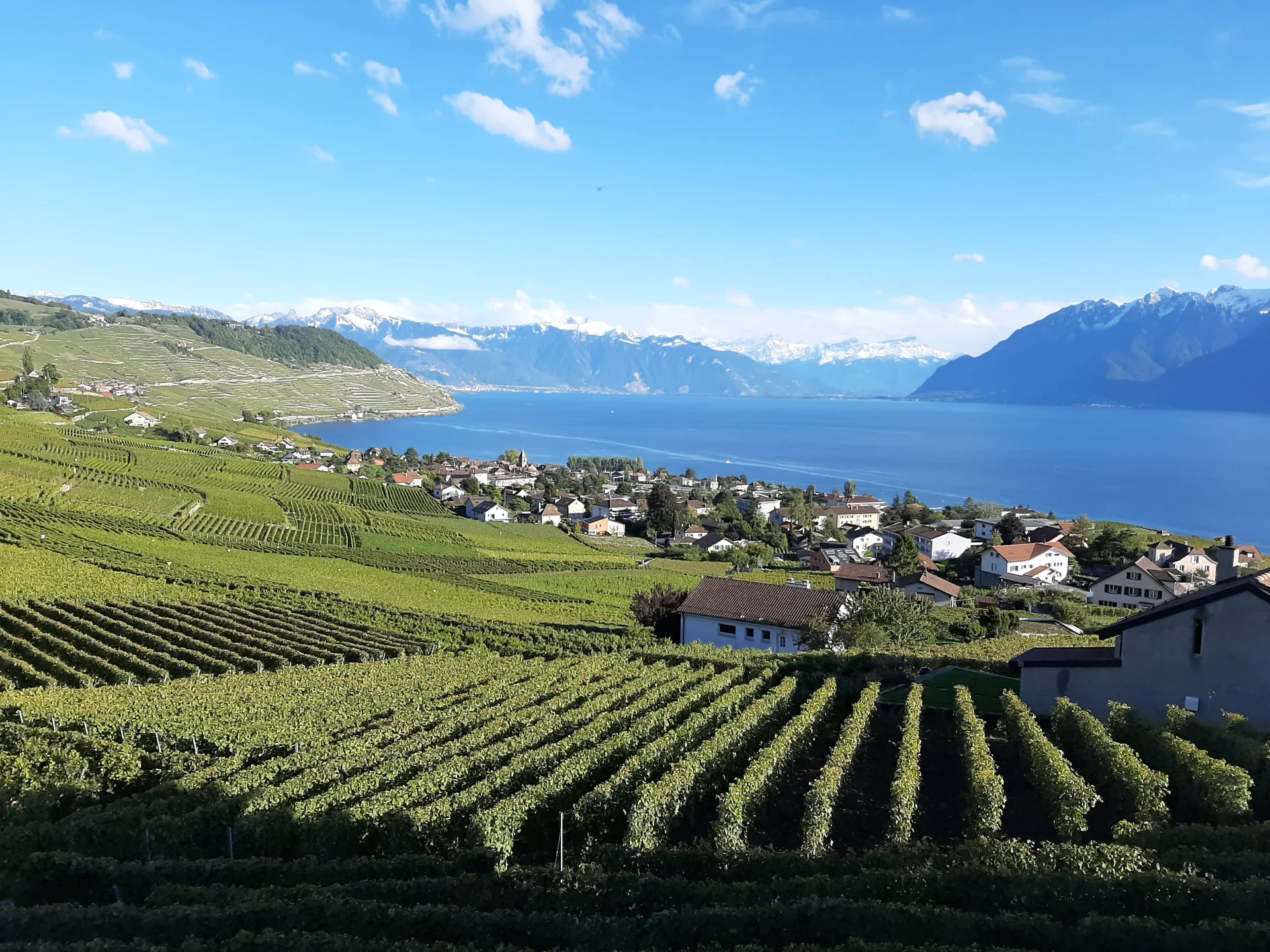 Lavaux vineyard terraces above Lake Geneva, Vaud, Switzerland