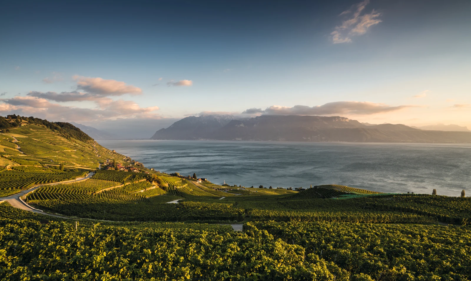 Terraced Lavaux vineyards above Lake Geneva at evening